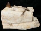 Awe Inspiring Mosasaur (Prognathodon) Jaw Section - #17376-1